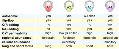 Roles of AMPA receptors in social behaviors